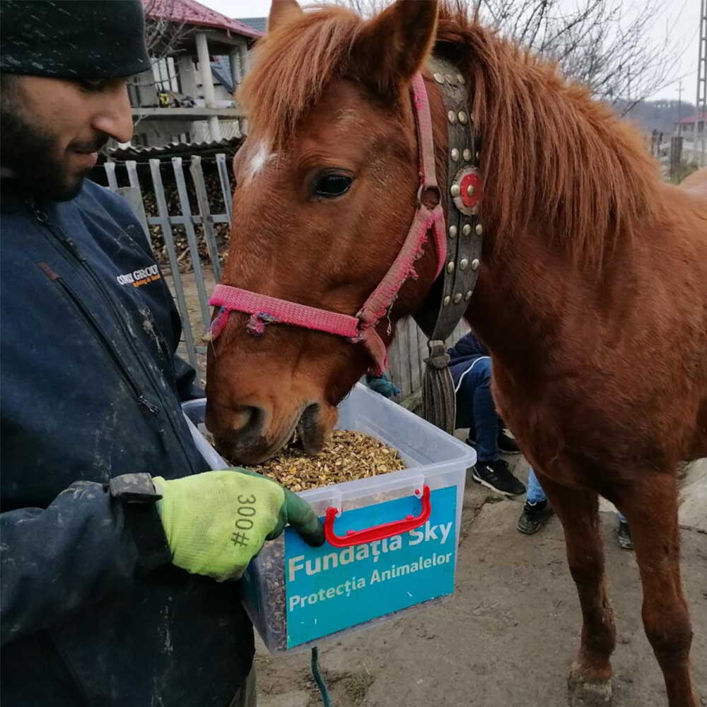 Refuge Max & Chipy Roumanie