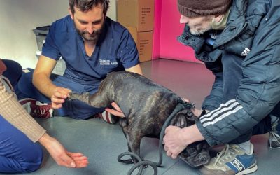 Urgence pour un bouledogue français à Genève – Nous avons besoin de vous !